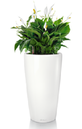 office plants