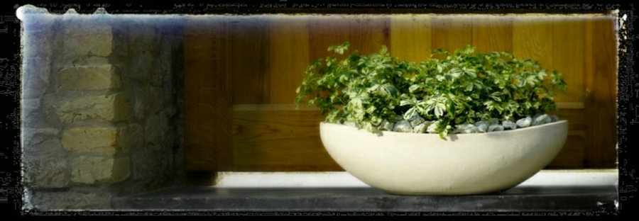 best office plants